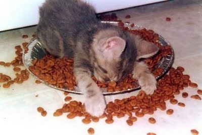 Sleeping Cat on Food